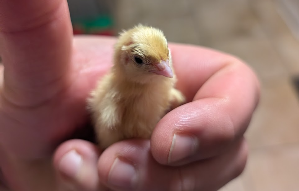 Reddick Aviary Birds