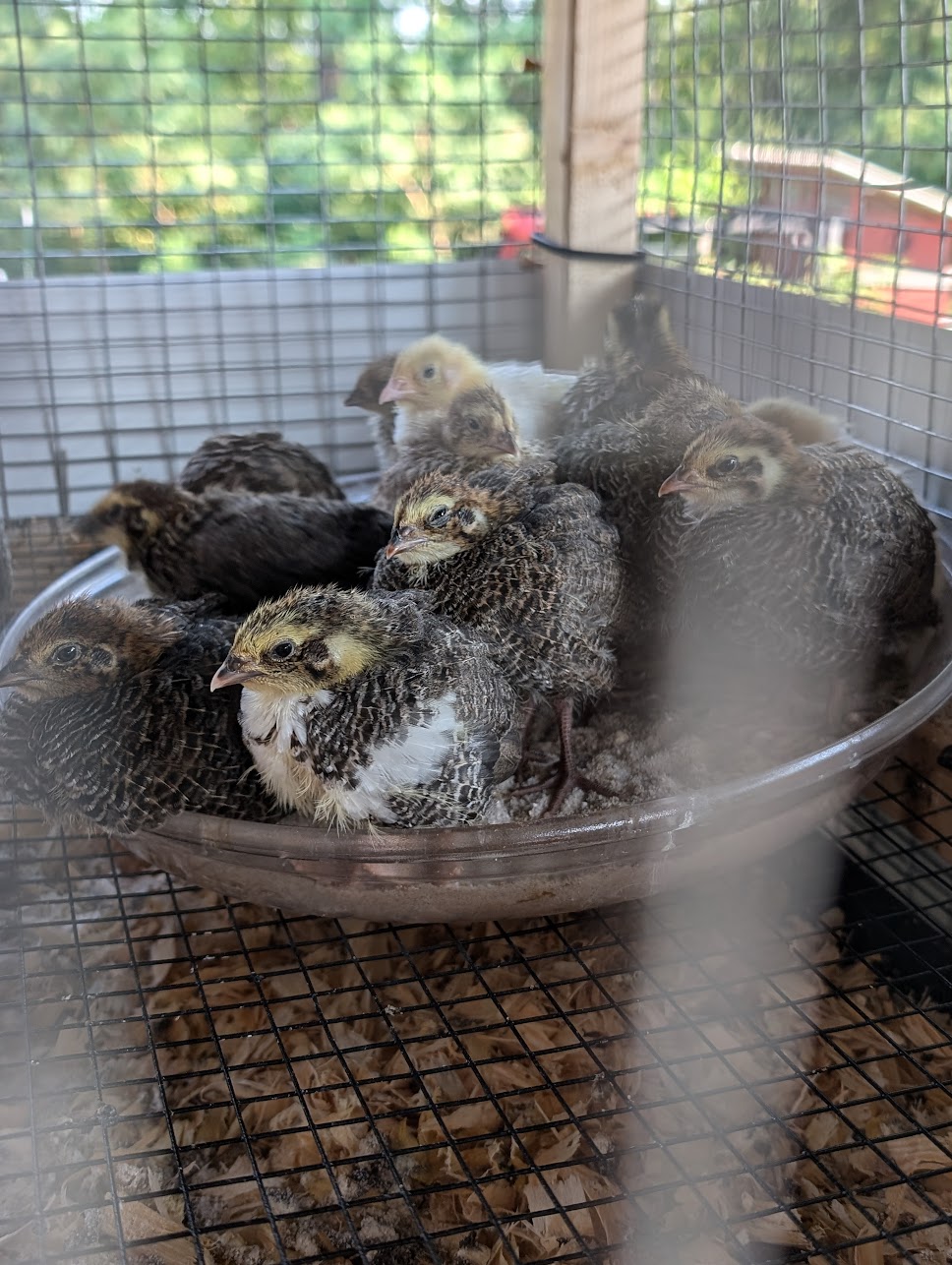 Reddick Aviary Birds