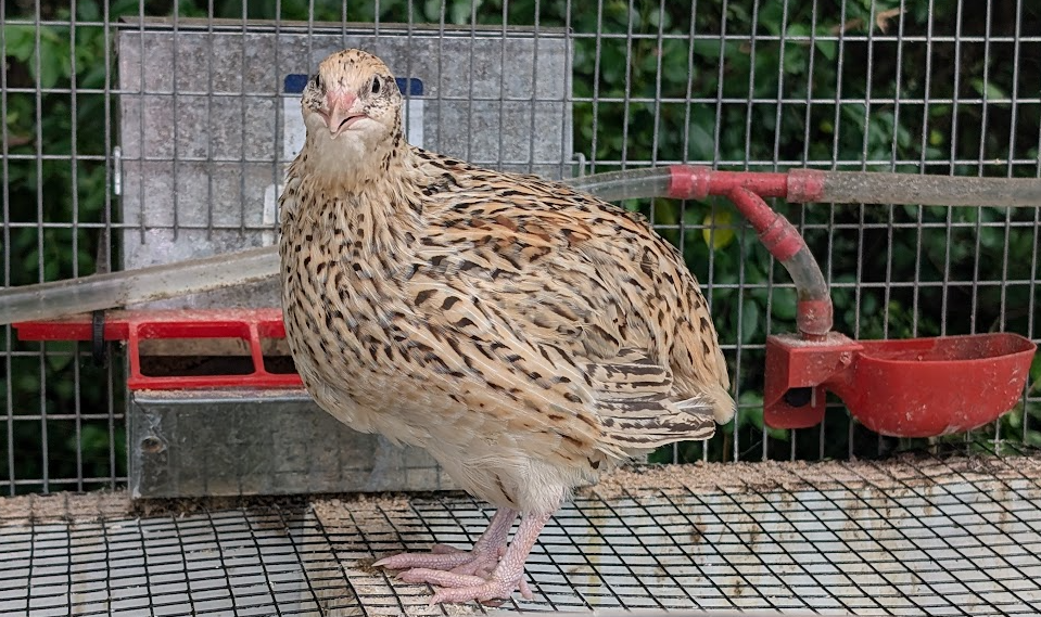 Reddick Aviary Birds