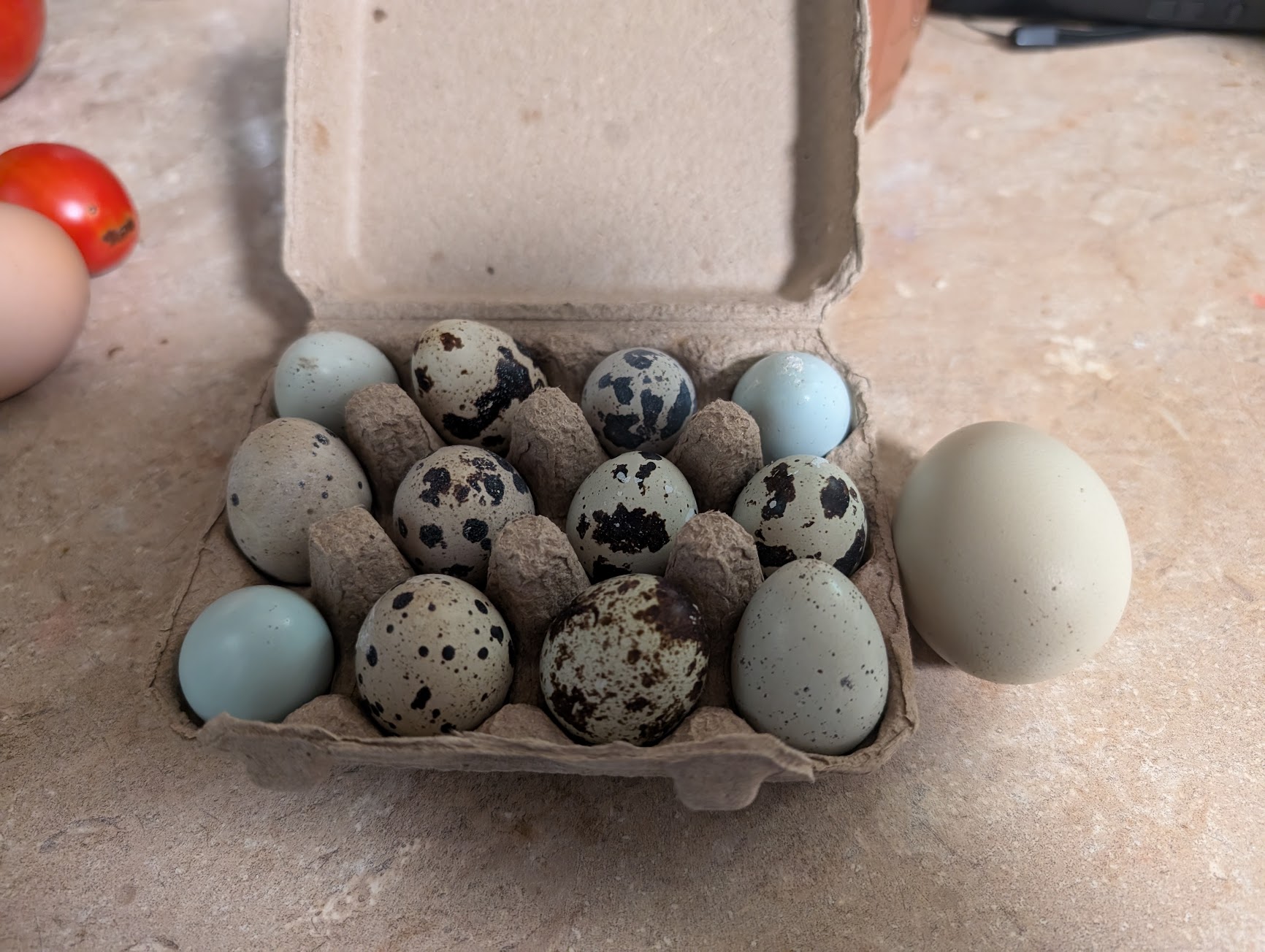 Reddick Aviary Birds