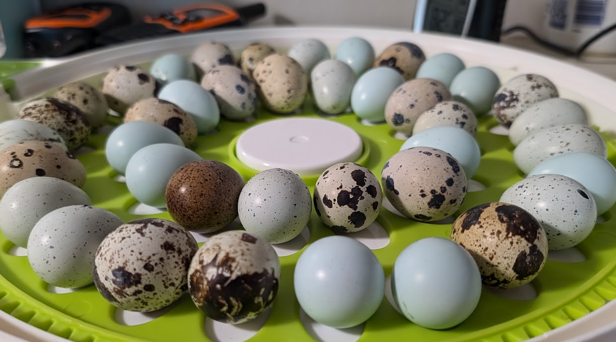 Reddick Aviary Birds