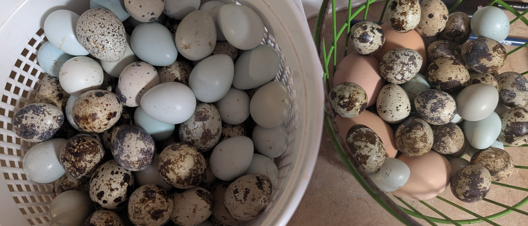 Reddick Aviary Birds