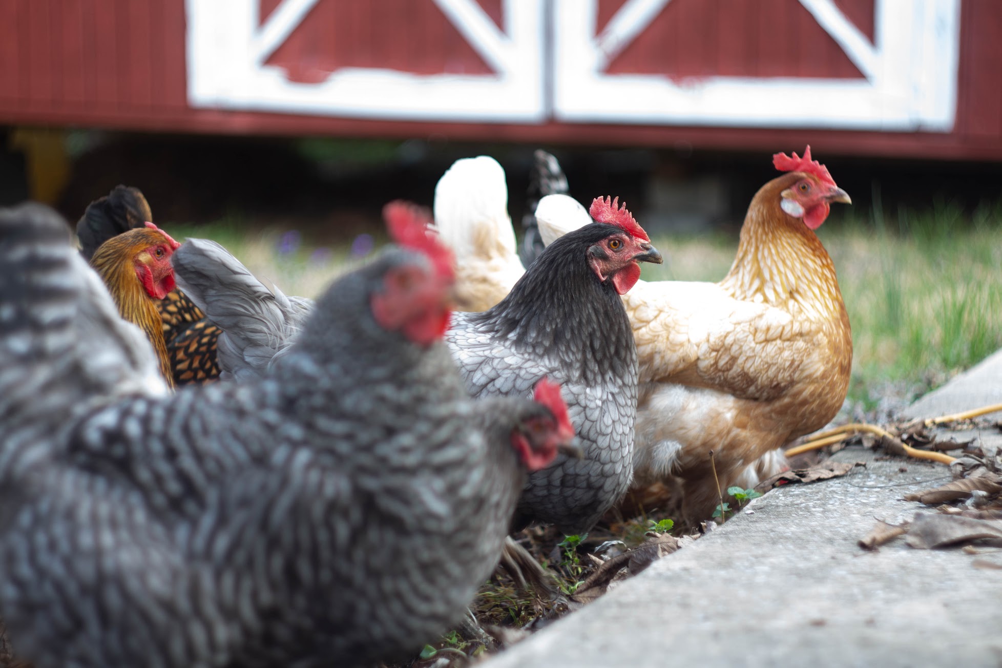Reddick Aviary Birds
